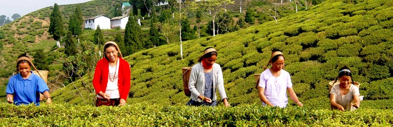 Culture of Darjeeling