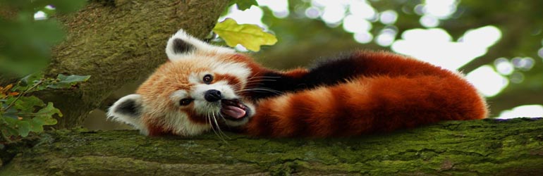 Padmaja Naidu Himalayan Zoological Park
