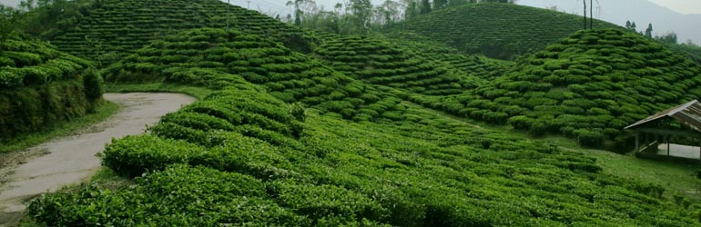 Happy Valley Tea Estate