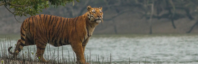Buxa Tiger Reserve
