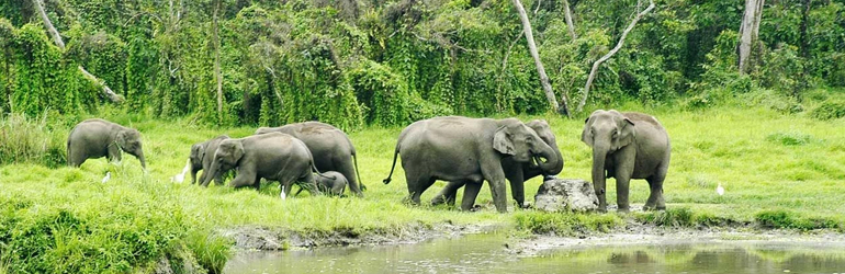 Chapramari Wildlife Sanctuary