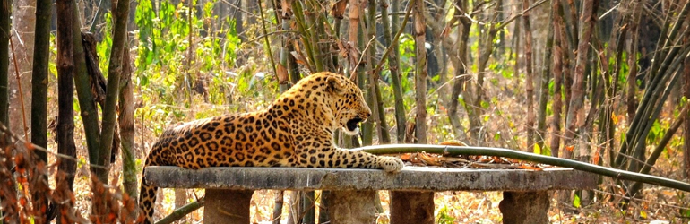 Gorumara National Park