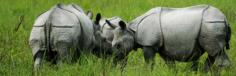 Jaldapara National Park