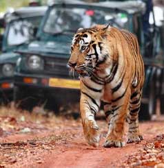 Wildlife